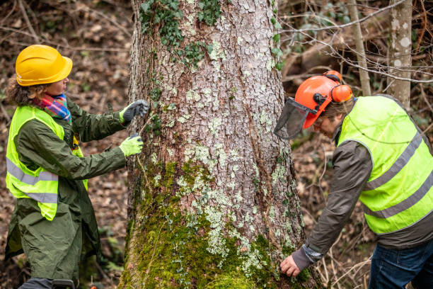 How Our Tree Care Process Works  in  Monte Vista, CO