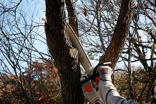 Best Arborist Consultation Services  in Monte Vista, CO