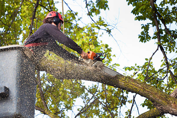 Trusted Monte Vista, CO Tree Services Experts